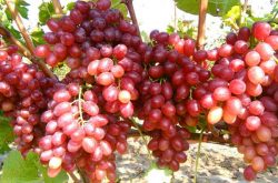 克瑞森葡萄品种的介绍