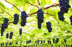 云南夏黑葡萄种植管理技巧 这种水果何时种植