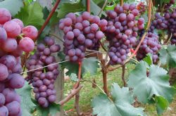 峰后葡萄怎么样 这种品种和普通葡萄有什么不一样
