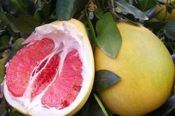 井冈蜜柚品种介绍，如何进行种植呢