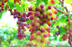 美人指葡萄什么时候种植？怎么种植