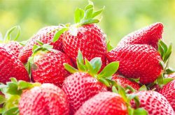 草莓生长环境有哪些要求？种植草莓需要注意哪些事项？