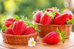 草莓种植时间 出苗之后怎样才能延长存活时间？