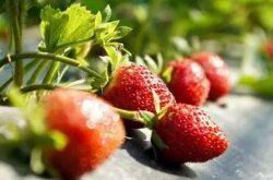 草莓膨大剂介绍