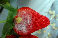 草莓白粉病怎么防治