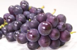 巨峰葡萄怎么种植？看完这篇文章你就都懂了