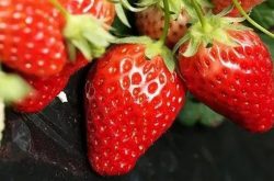 章姬草莓品种介绍