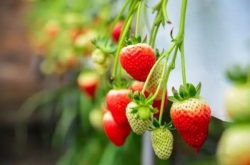 草莓结果在什么时间段 如何让草莓结果更多
