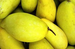 芒果产自哪里？芒果生长需要什么样的环境？