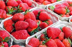 草莓播种技术，草莓该怎么种植呢？