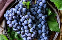 夏黑葡萄关键种植技术