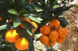 晚熟柑橘品种有哪几种品类呢？什么是晚熟柑橘？