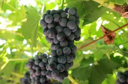 夏黑葡萄膨大剂有哪些作用？如何正确使用？