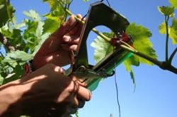 葡萄绑枝机能够给葡萄种植带来哪些好处？