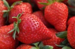 宁玉草莓的品种介绍