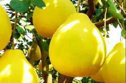 容县沙田柚的高产种植技术有哪些