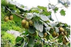 猕猴桃种植条件及种植技术