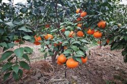红美人柑橘种植条件有哪些？需要注意哪些事项呢？
