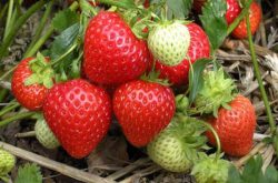 草莓的种植技术与管理