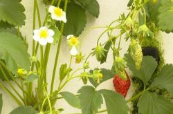 水培草莓该怎样种植？种植后怎么管理？