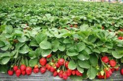 草莓苗多少钱一株