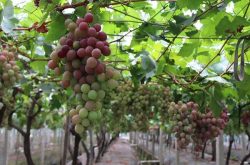 葡萄种植用什么肥料？怎么施肥更有效？