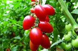 小番茄种植技术