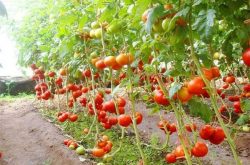 西红柿膨果期冲什么肥，膨果其他影响因素