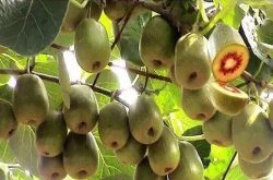 红心猕猴桃的种植技术