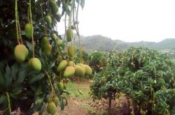 广西芒果多少钱一斤 种植前景如何