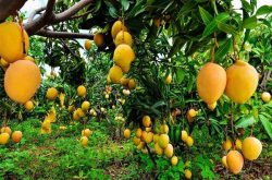 芒果的种植技术