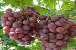 葡萄是怎么传播种子的？植物种子有哪些传播方式？