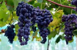 夏黑葡萄的种植方法