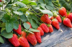 草莓怎么种植？