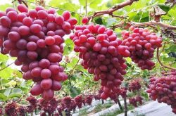 克伦生葡萄品种介绍
