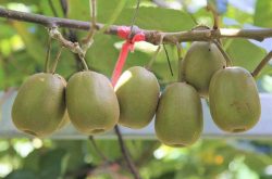 软枣猕猴桃苗价格多少？应该如何种植呢？