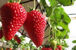 露天草莓最佳移栽时间是什么时候 移栽要注意什么