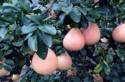三红蜜柚品种介绍及市场前景分析