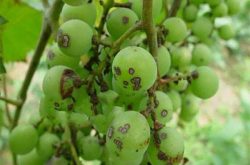 葡萄树病虫害防治