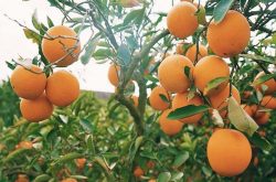 橙子的种植方法与管理