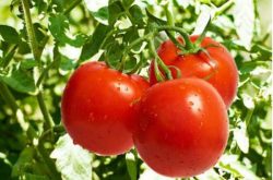 露天西红柿的栽种与管理技术