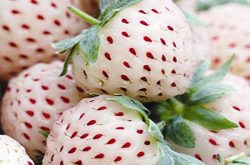 菠萝草莓品种介绍及其市场行情分析