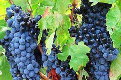 西拉葡萄有什么特点？它的市场前景如何？