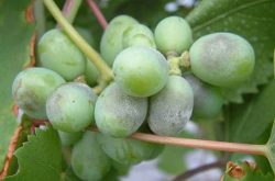 葡萄的病害有哪些？该怎样防治？