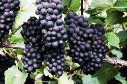 黑玫瑰葡萄品种介绍及市场前景分析