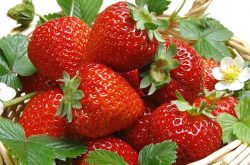 移栽草莓的注意事项 和草莓的生活习性有没有关系