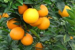 卡拉卡拉红心橙有什么优点？它的市场前景怎样？