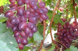 魏可葡萄如何进行栽培？怎样更加容易呢