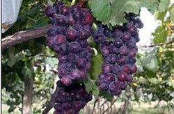 户太八号葡萄的品种介绍及种植技术