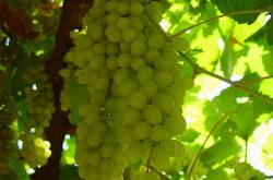 无核白葡萄的种植方法